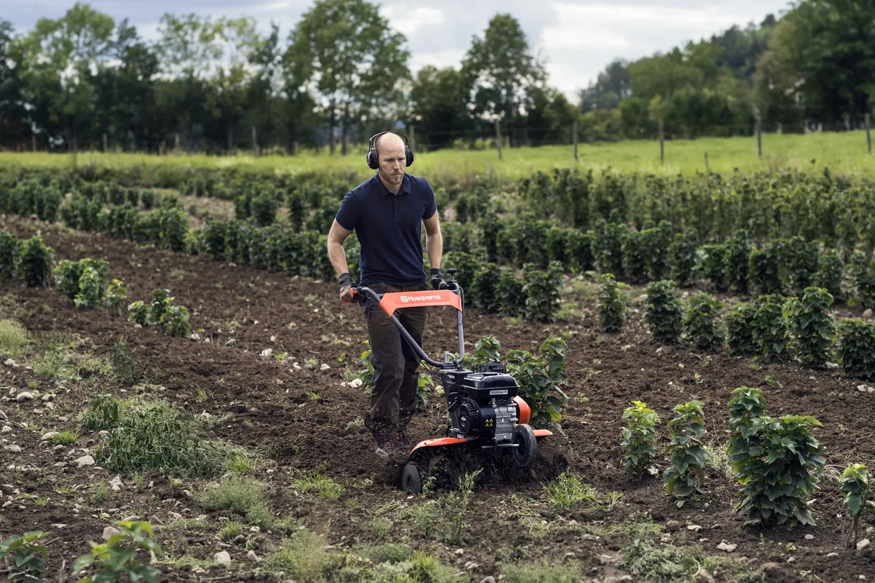 h550-0096 En person med hörselskydd kör en Husqvarna jordfräs på ett fält och bearbetar jorden mellan rader av små gröna växter med träd och grönska i bakgrunden.